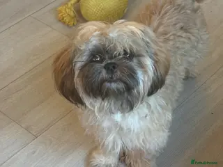Shih Tzu dogs 7 month shitzu - Advert 13