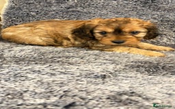 Cavapoo dogs for sale: Gorgeous phantom puppies - Image 9