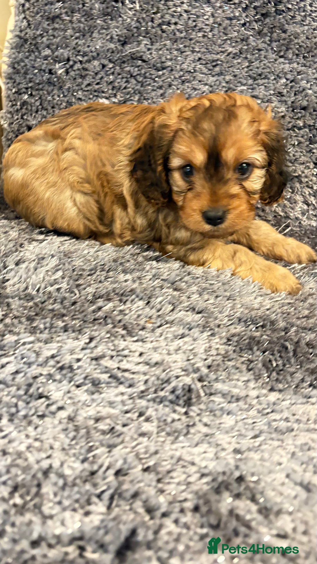 Cavapoo dogs for sale: Gorgeous phantom puppies - Image 9