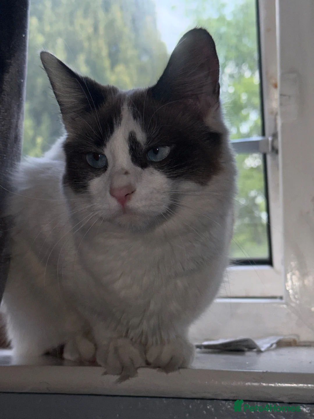 Ragdoll cats for sale: Ragdoll kittens for sale  - Advert 1