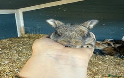 Harlequin rabbits for sale: Harlequin Baby rabbits for sale   - Image 8