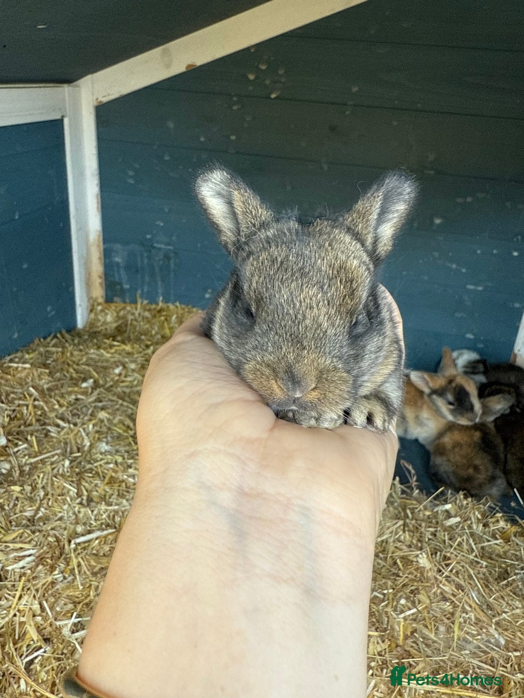 Harlequin rabbits for sale: Harlequin Baby rabbits for sale   - Image 8
