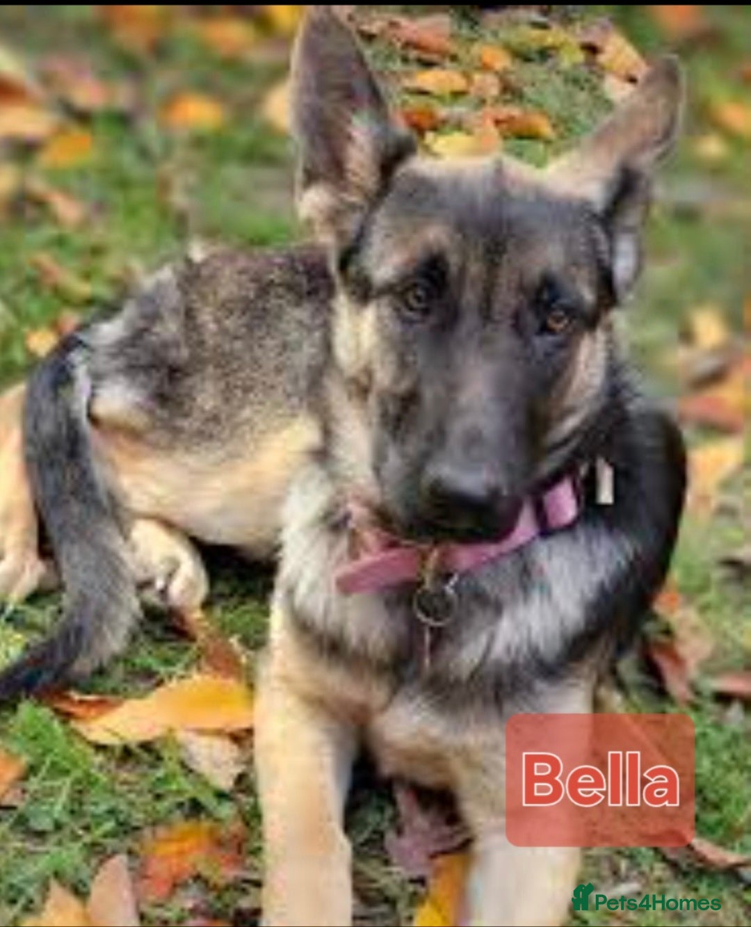 Mixed Breed dogs for sale: Female Shepkita Puppy - Image 6