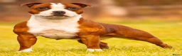 Staffordshire Bull Terrier dogs for sale: Top quality red and white sbt puppies in Liverpool - Advert 4