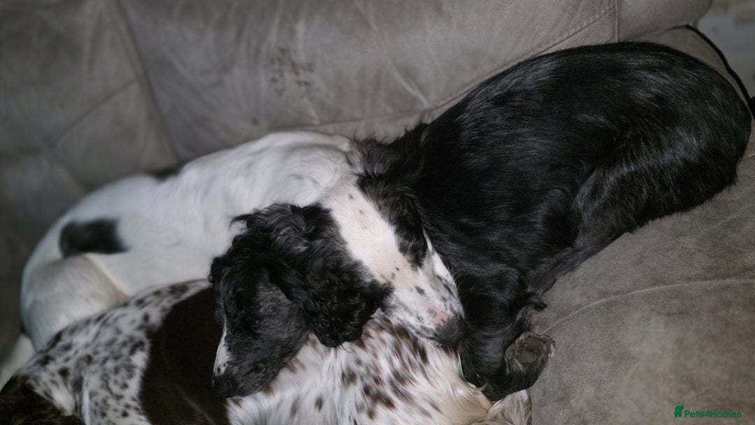 Sprocker dogs for sale: Sprocker brothers - Advert 2