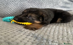 German Shepherd dogs for sale: K/C Registered German Shepherd Puppies  - Image 18
