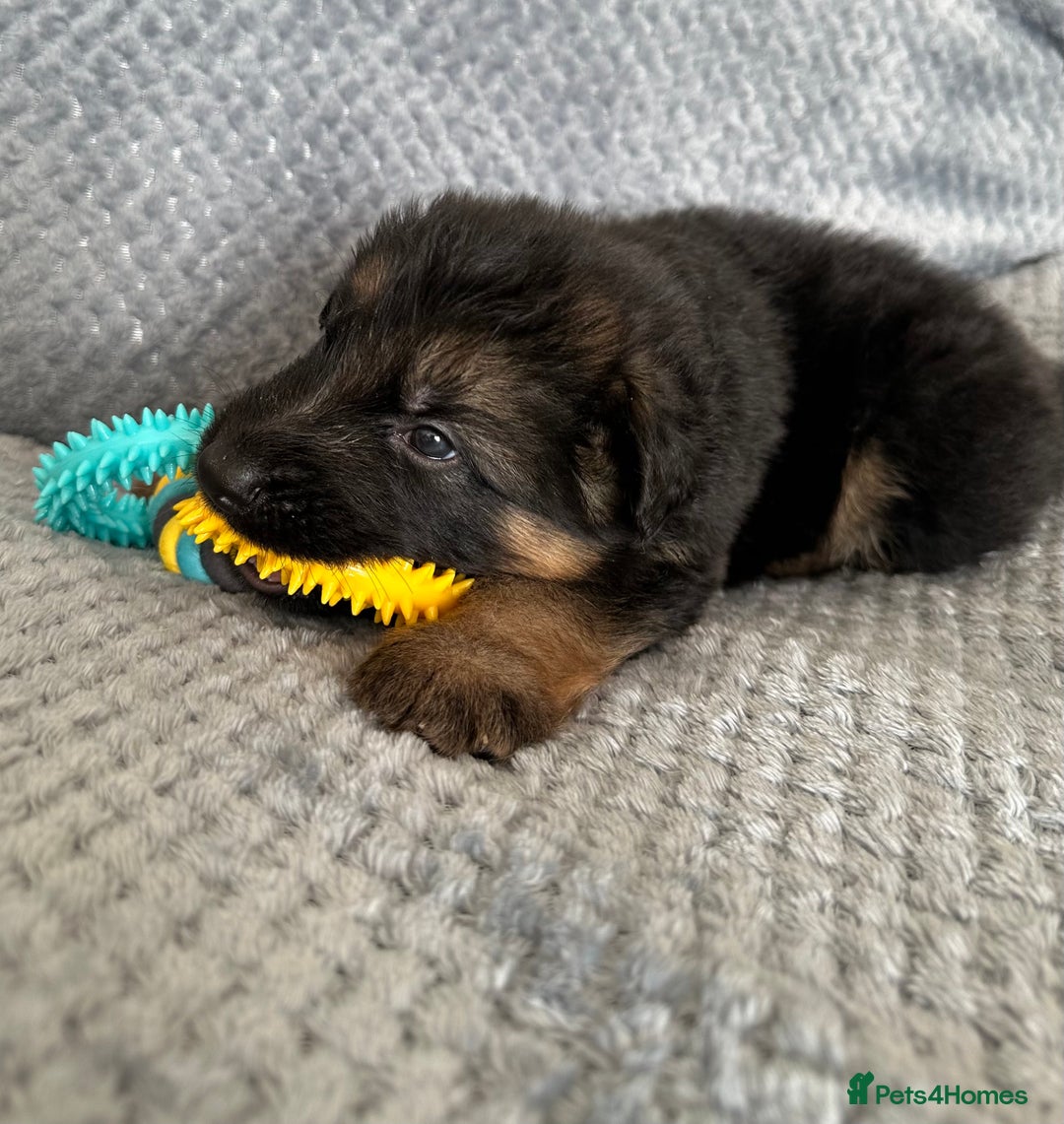 German Shepherd dogs for sale: K/C Registered German Shepherd Puppies  - Image 18