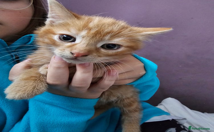 Domestic Shorthair cats - Advert 7