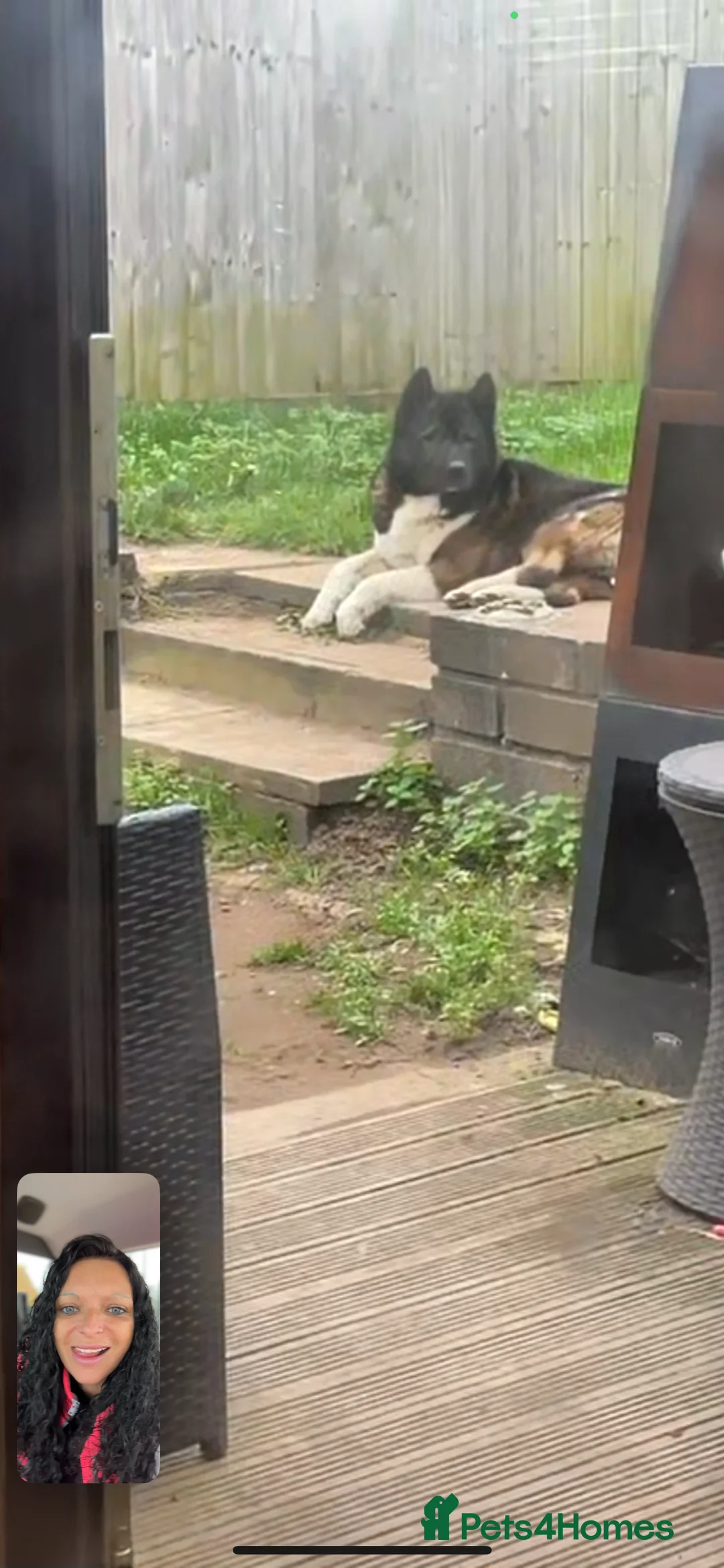 Akita dogs for stud: Akita for STUD only - Advert 4