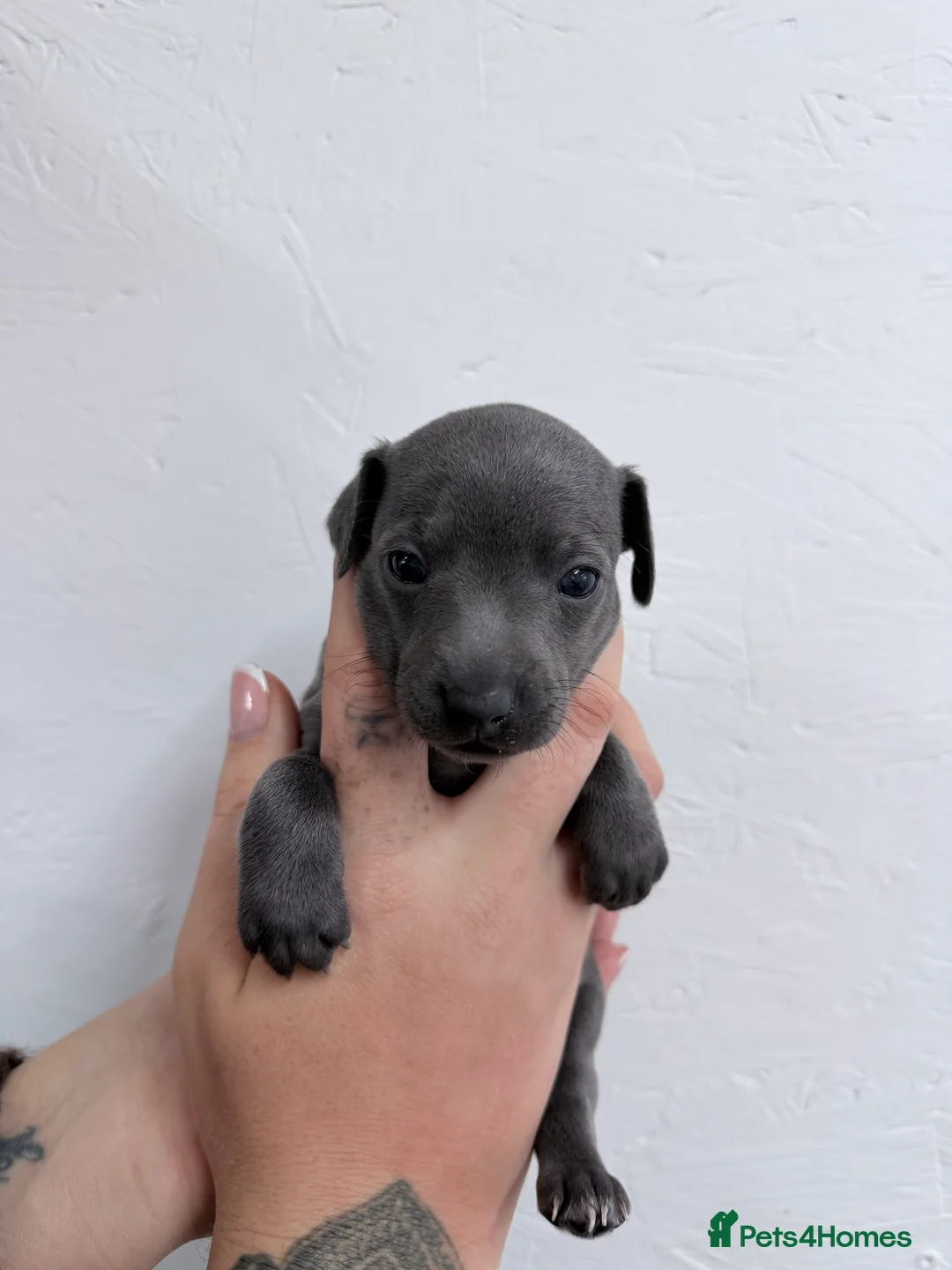 Italian Greyhound dogs for sale: Fresh new Bloodlines - Italian Greyhound Puppies - Advert 2