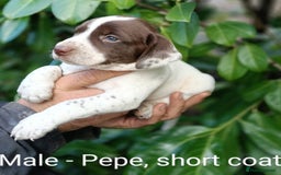 Mixed Breed dogs for sale: Fen Spaniels -Korthols x Eng Springer Spaniel  - Image 13