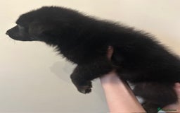 German Shepherd dogs for sale: Adorable litter of 6 puppies  - Advert 9