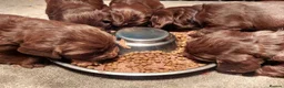 Sprocker dogs for sale: Sprocker ( Springer x Cocker ) pups for sale - Advert 2
