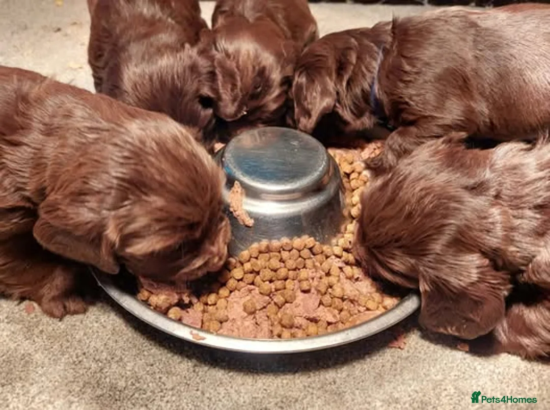 Sprocker dogs for sale: Sprocker ( Springer x Cocker ) pups for sale - Advert 2