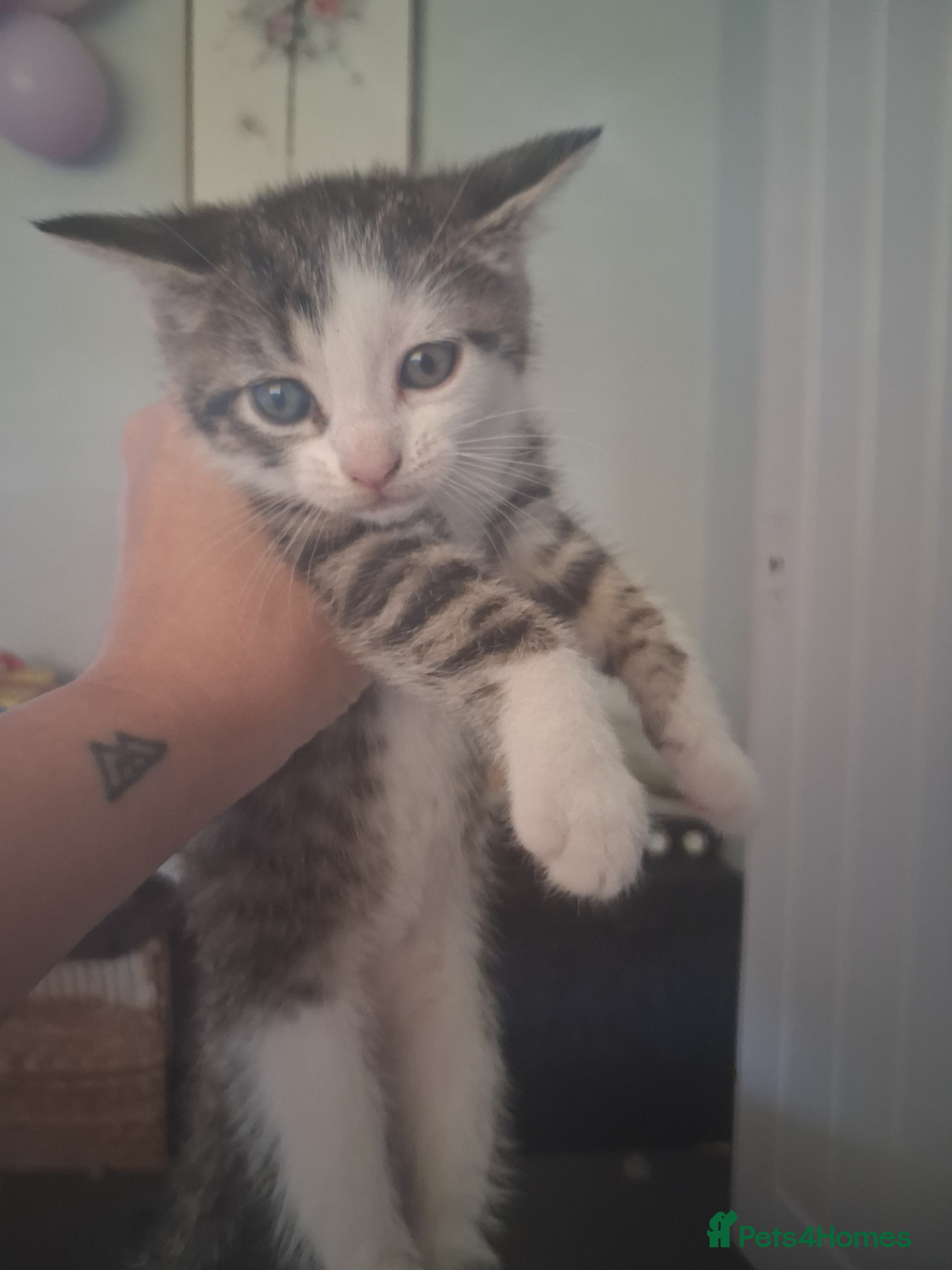 Mixed Breed cats Gorgeous little of kittens ready to go - Advert 3
