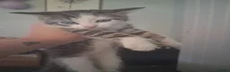 Mixed Breed cats for sale: Gorgeous little of kittens ready to go - Advert 1