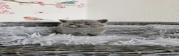 British Shorthair cats for sale: British Shorthair Kittens - Advert 2