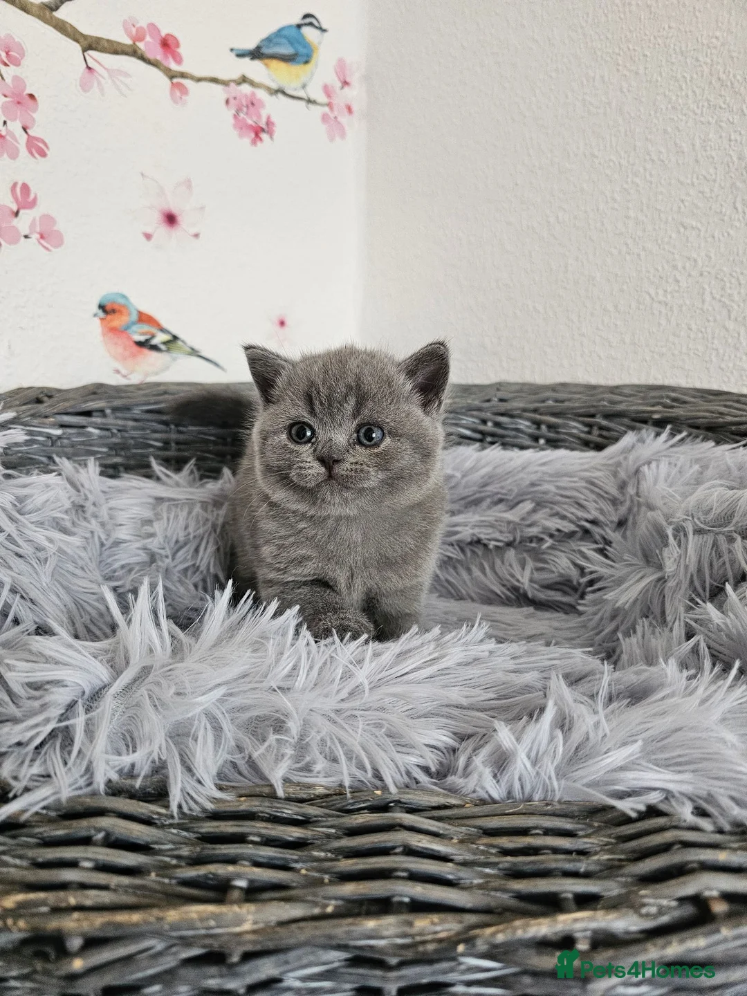 British Shorthair cats for sale: British Shorthair Kittens - Advert 2