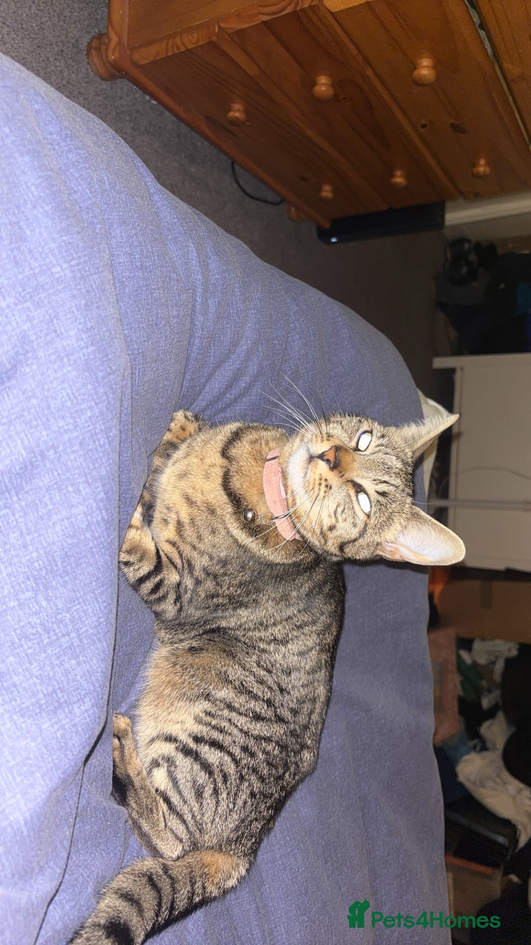 Mixed Breed cats for sale: Kittens - Image 5