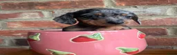 Miniature Dachshund dogs for stud: 🤎 Mr Brown VERY SMALL Health tested KC reg Stud🤎 - Advert 15