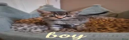 Mixed Breed cats for sale: Beautiful tabby kittens - Advert 4