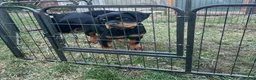 Rottweiler dogs for sale: KC-registered Rottweiler puppies - Advert 1