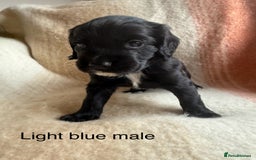 Cocker Spaniel dogs for sale: Working cocker spaniel LAST 2 REMAINING  - Image 6