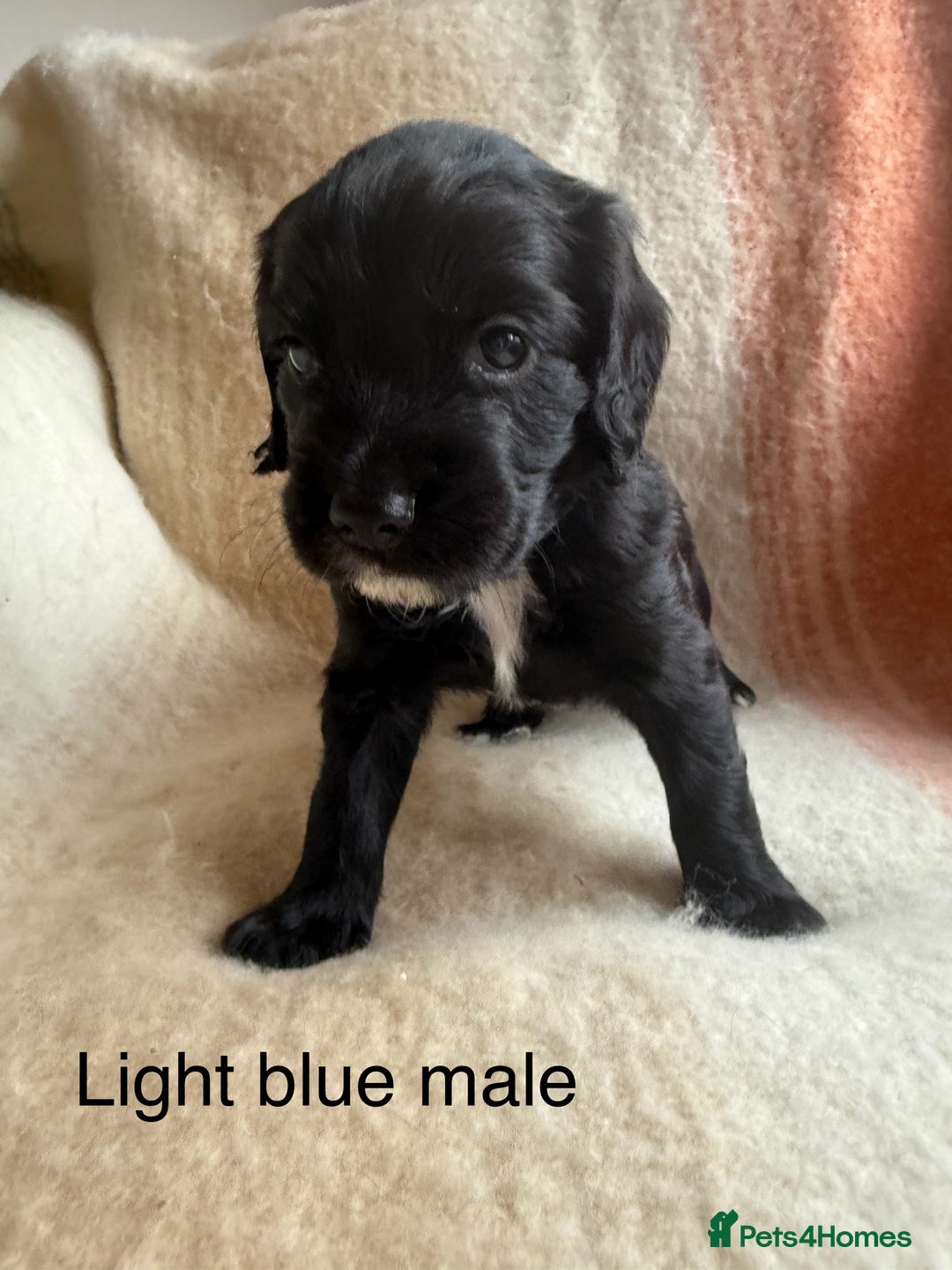 Cocker Spaniel dogs for sale: Working cocker spaniel LAST 2 REMAINING  - Image 6