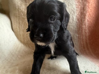 Cocker Spaniel dogs - Advert 31