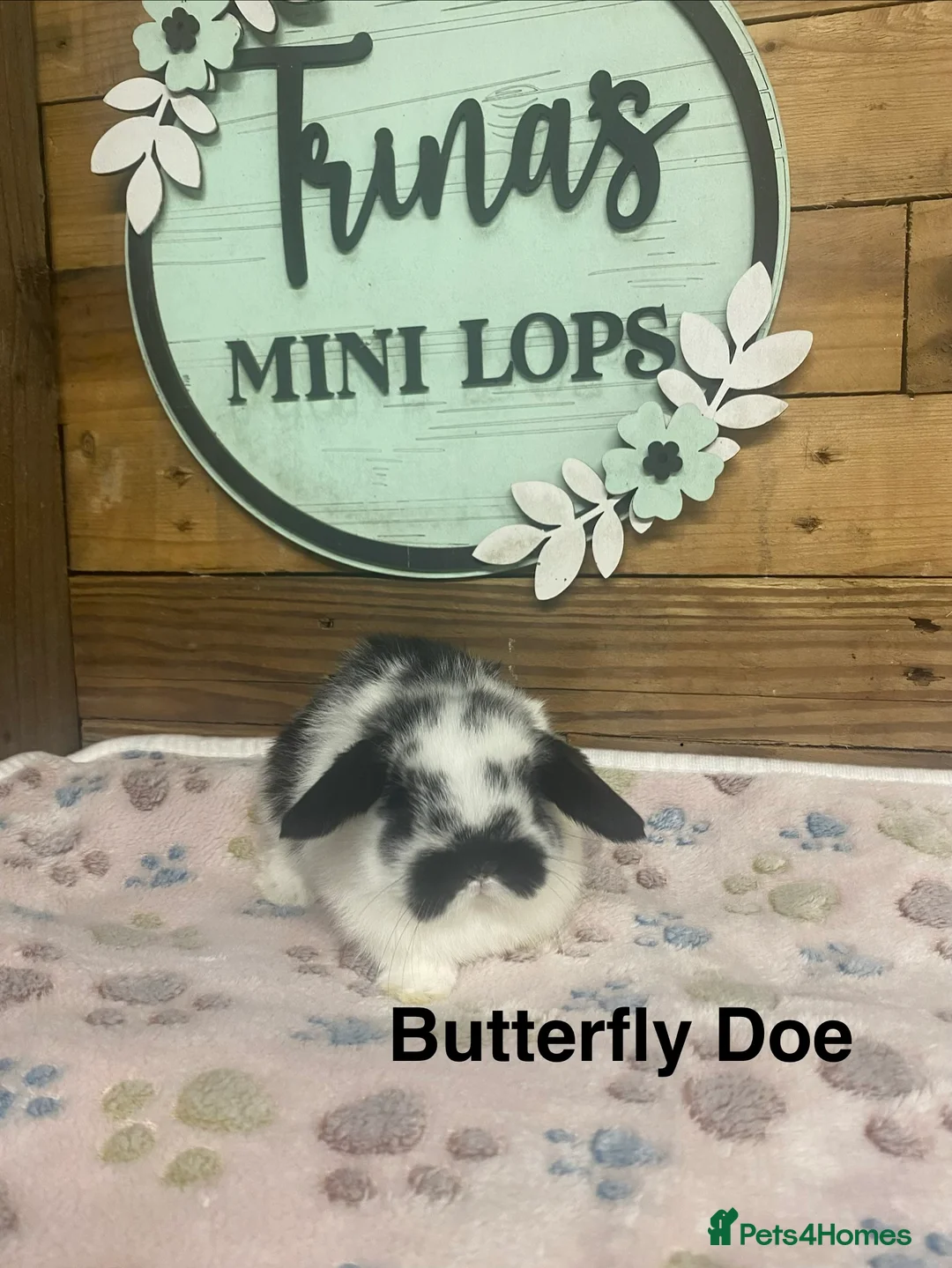 Mini Lop rabbits for sale: Purebred Baby Mini Lops - Advert 12