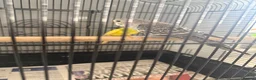 Budgerigars birds for sale: Baby budgies  - Advert 6