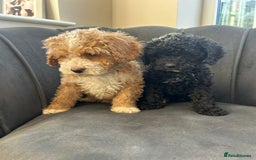 Mixed Breed dogs for sale: 🌟🌟Stunning Australian Cavapoo Puppies 🩷💙 m - Advert 7