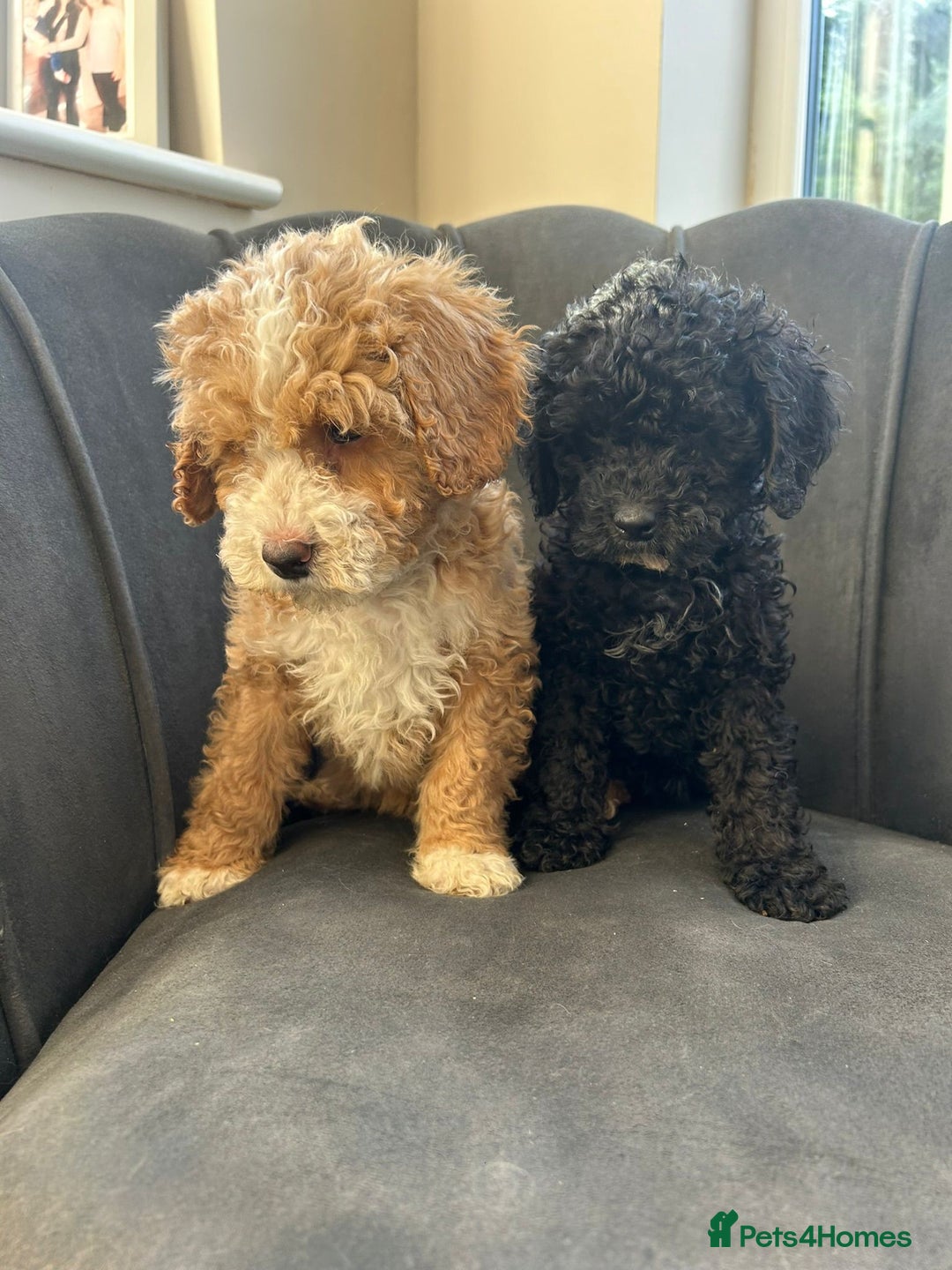 Mixed Breed dogs for sale: 🌟🌟Stunning Australian Cavapoo Puppies 🩷💙 m - Advert 7