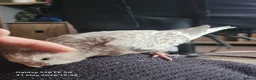 Cockatiels birds for sale: NOW SOLD Handreared baby cockatiel - Advert 2