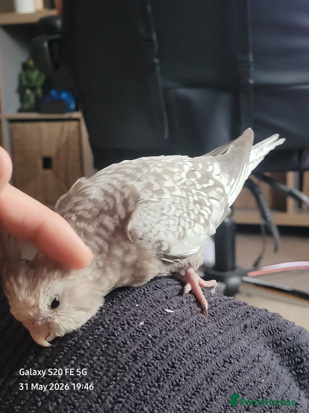 Cockatiels birds for sale: NOW SOLD Handreared baby cockatiel - Advert 2