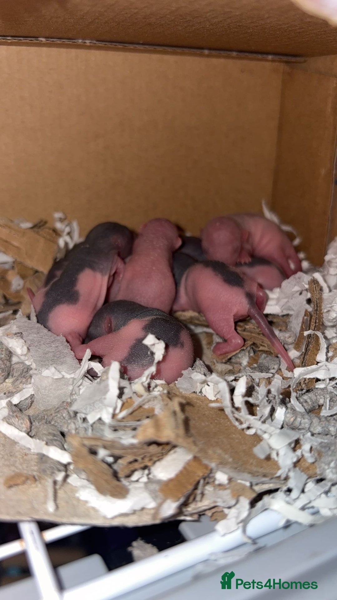 Rat rodents for sale: Baby rats for sale  - Advert 1