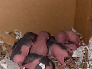 Rat rodents Baby rats for sale - Advert 1