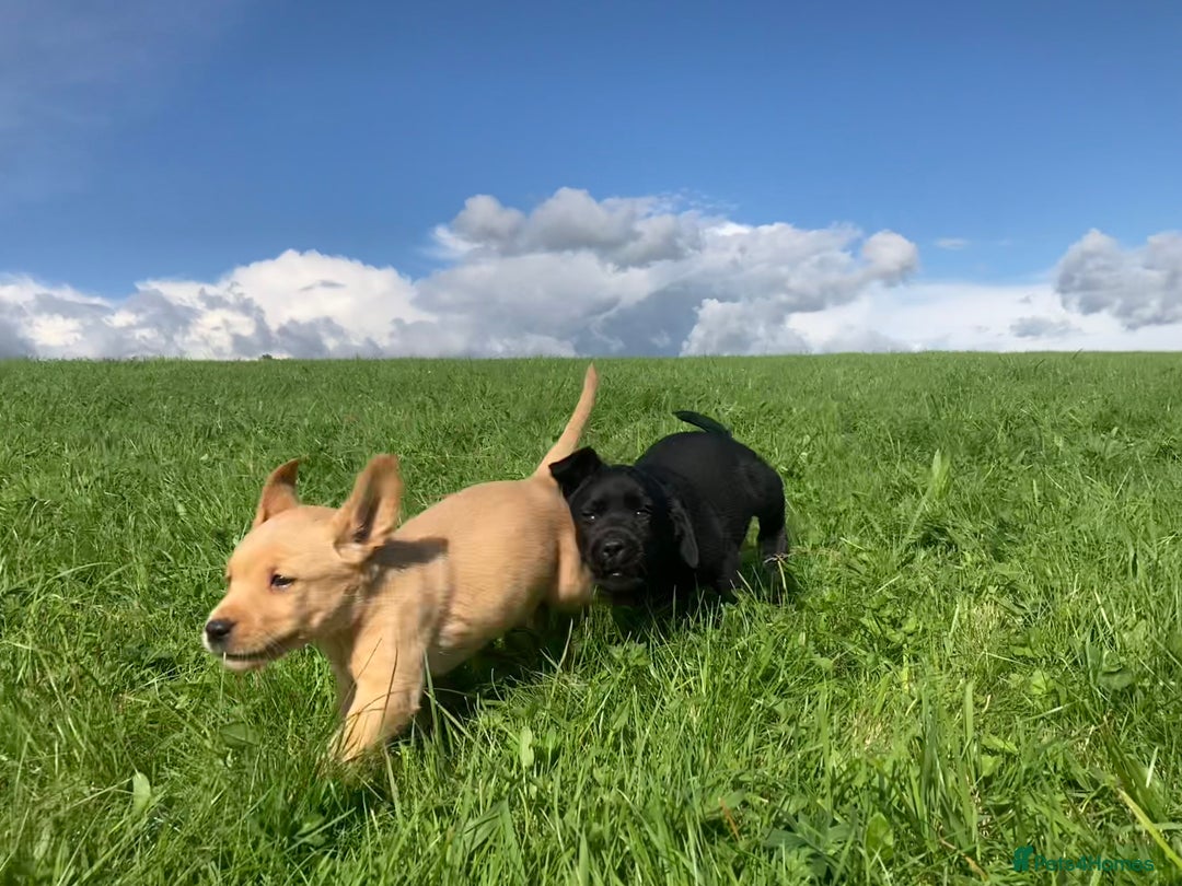 Labrador Retriever dogs for sale: Beautiful KC Reg Lab pups  - Image 22