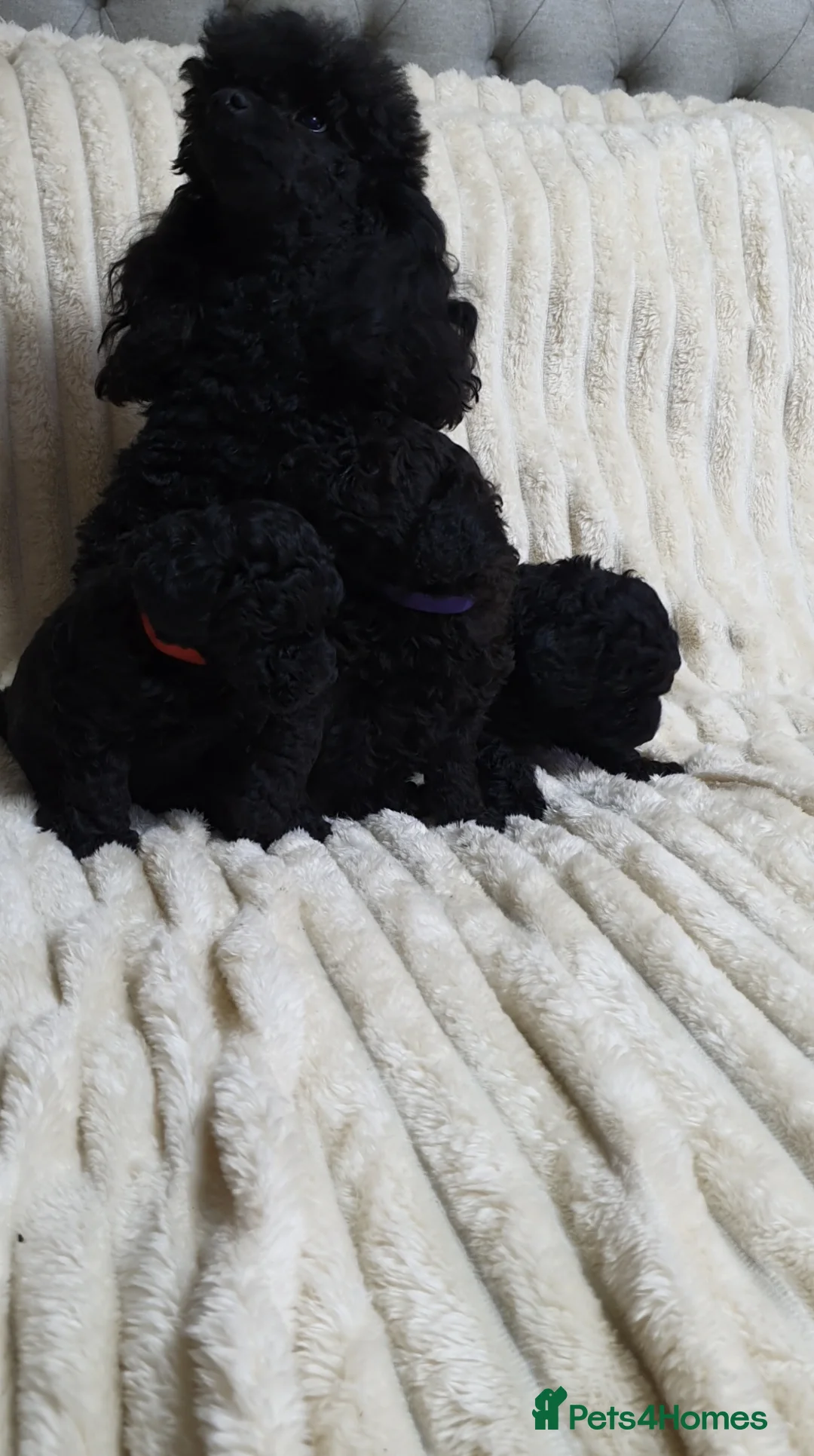 Toy Poodle dogs for sale: Tiny Toy Poodle puppies ready to leave 1st March - Advert 3