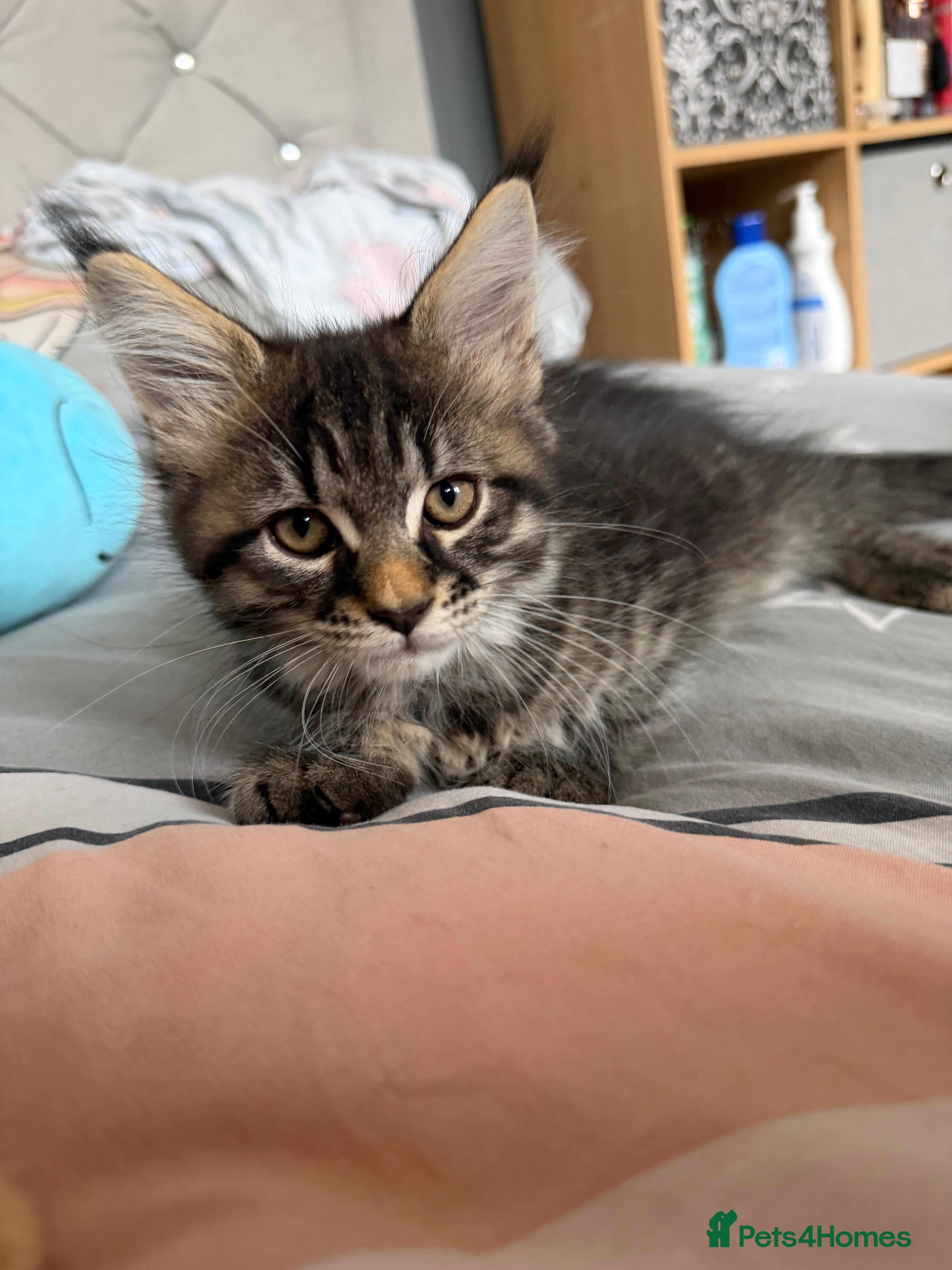 Maine Coon cats for sale: Maincoone Kittens  - Advert 2