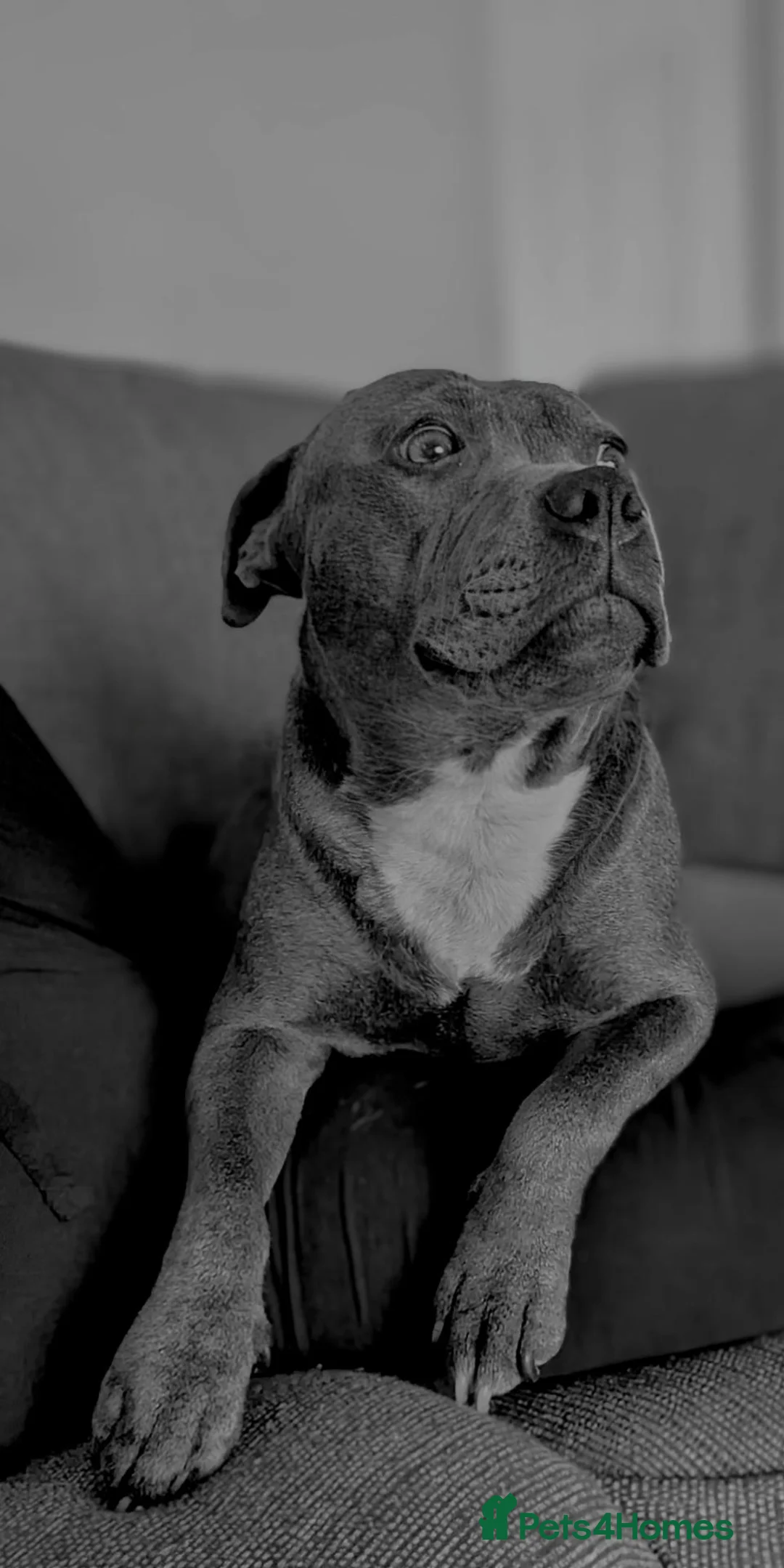Staffordshire Bull Terrier dogs for sale: Blue Staffies - Advert 1