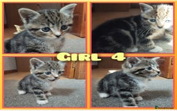 Mixed Breed cats for sale: 4 cute little female kittens for sale - Image 2