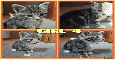 Mixed Breed cats - Advert 9