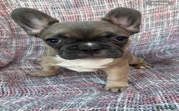 French Bulldog dogs for sale: REDUCED PRICE READY TO LEAVE NOW - Image 6