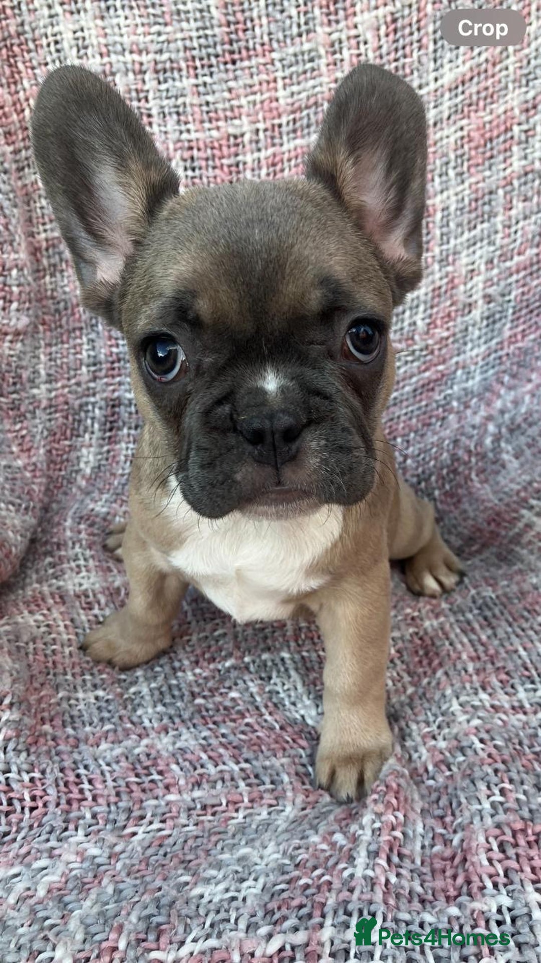 French Bulldog dogs for sale: REDUCED PRICE READY TO LEAVE NOW - Image 6