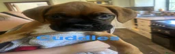 Boxer dogs for sale: Boxer Puppies - Advert 6