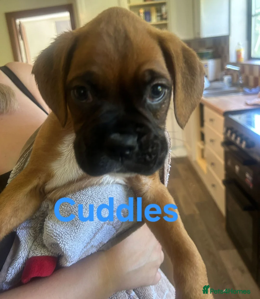 Boxer dogs for sale: Boxer Puppies - Advert 6