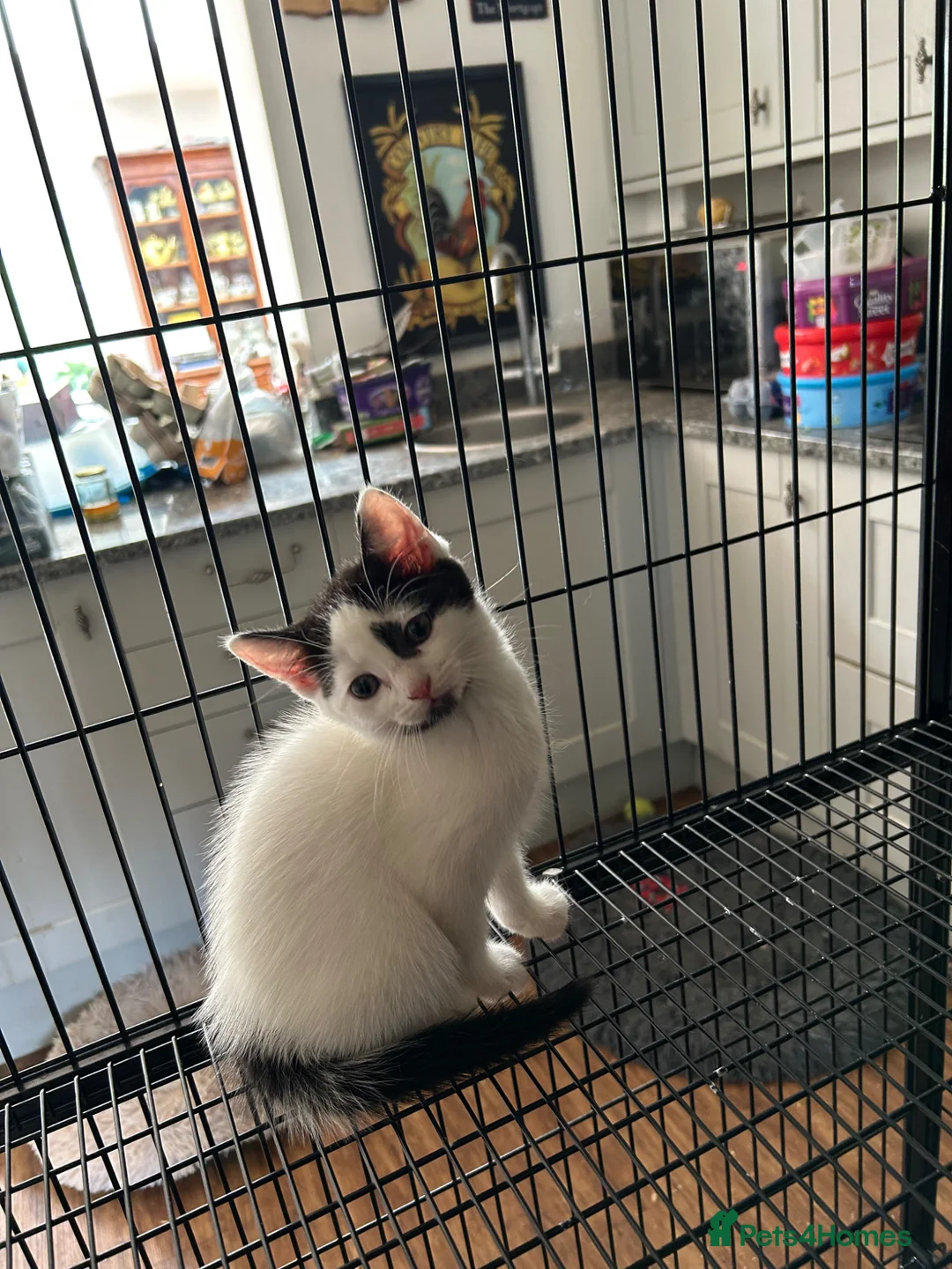 Mixed Breed cats for sale: Two DSH x ragdoll male kittens available  - Advert 5