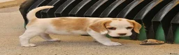 Beagle dogs for sale: Stunning KC Registered Beagle Pups- Ready 24.08.26 in Thirsk - Advert 22