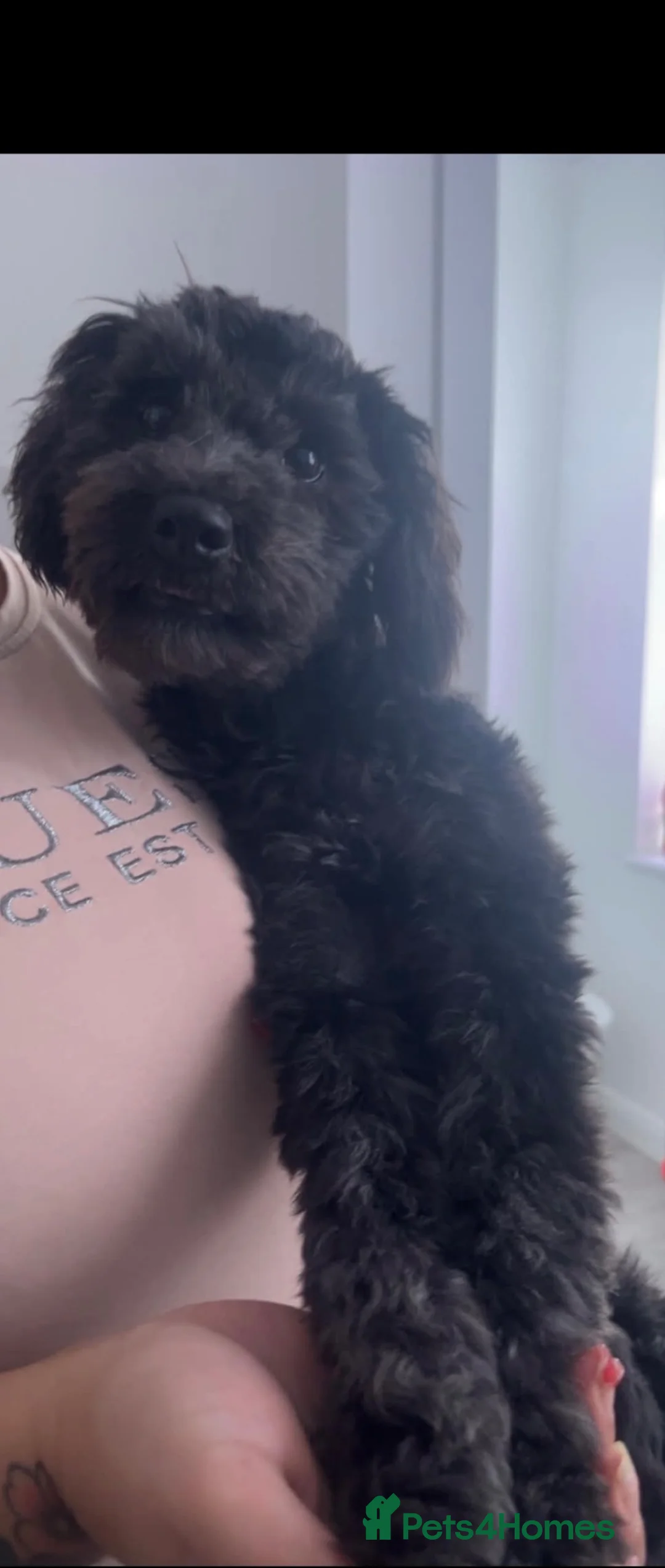 Cockapoo dogs for sale: Milley in Leeds - Advert 4